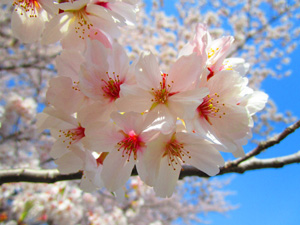 蕨市民公園桜まつり
