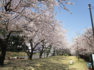 戸田市水循環桜並木3