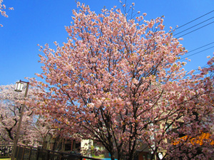 戸田市水循環桜並木4