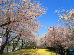 戸田市水循環桜並木5